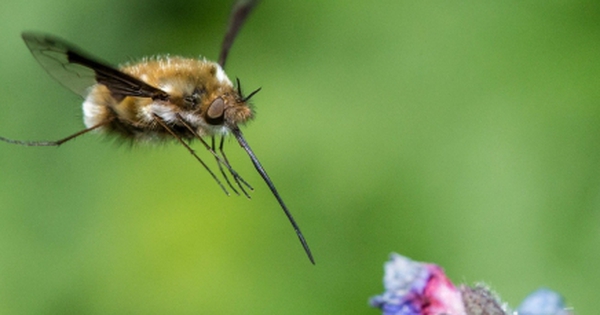 Tại sao bộ não ong nhỏ bé có thể nắm giữ chìa khóa cho AI thế hệ tiếp theo? avatar1756644198521 1756644198822177286382 0 68 272 504 crop 17566442240701102851389jpg