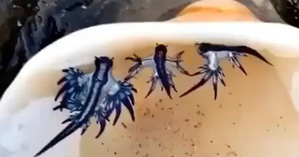 "Rồng xanh" chết chóc xuất hiện, 3 bãi biển nổi tiếng ở Tây Ban Nha bị cấm tắm avatar1756743560091 17567435604871918099626 0 41 315 545 crop 17567435795621806709868jpg