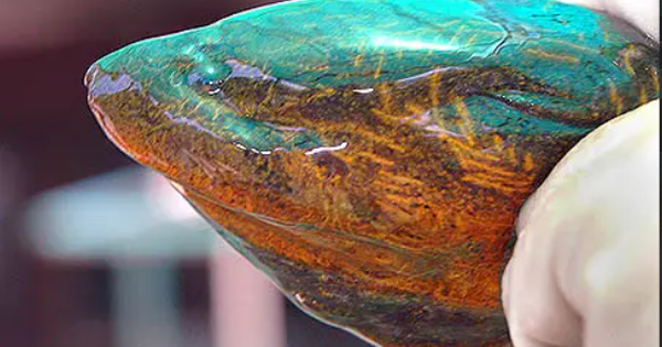 Loài xâm lấn châu Á khiến giới chức Mỹ lo ngại: Dài 85 cm, sống tới 10 năm, đẻ hàng trăm trứng mỗi lứa avatar1756798785748 17567987861851217928997png