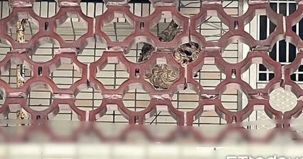 Dọn dẹp ban công, người phụ nữ bị "sinh vật lạ" tấn công phải nhập viện avatar1756870980533 17568709813501879798310 0 41 315 545 crop 1756871001188668663170jpg