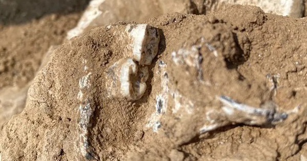 Hài cốt người 1,8 triệu tuổi ở Tây Á định hình lại lịch sử nhân loại avatar1756968158448 1756968158776412827212 0 65 315 569 crop 1756968172545695859756jpg