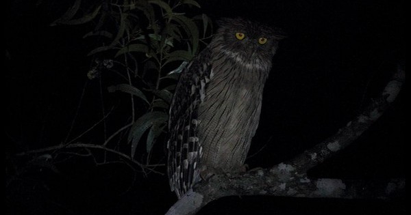 Loài vật quý hiếm từng xuất hiện trên tem bưu chính Việt Nam: Sải cánh có thể lên tới 1,4 m avatar1757062170253 175706217067689085360jpg