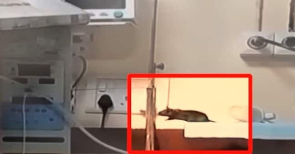 2 trẻ sơ sinh tử vong chỉ vài ngày sau khi bị chuột cắn tại bệnh viện avatar1757063059462 17570630597761599999490 0 86 315 590 crop 1757063074088340904688jpg