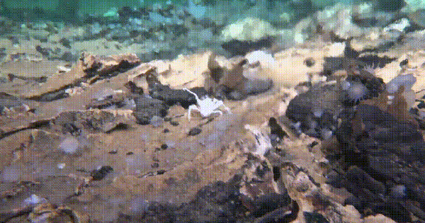 Tàu ngầm Trung Quốc tìm ra nơi chứa bí mật về sự sống avatar1757129474209 17571294754171711122133png