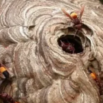 Nghe tiếng kêu của cháu, ông bà chạy vào thì thấy cảnh đau lòng avatar1757147219485 17571472197341964140320 0 41 315 545 crop 17571472400891833957918png