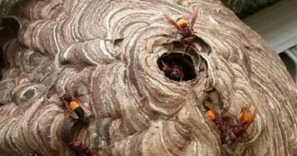 Nghe tiếng kêu của cháu, ông bà chạy vào thì thấy cảnh đau lòng avatar1757147219485 17571472197341964140320 0 41 315 545 crop 17571472400891833957918png