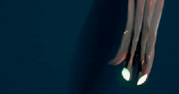 Đặt camera xuống biển sâu, phát hiện hình ảnh rùng rợn avatar1757174495346 175717449590077563343 0 96 315 600 crop 17571745185951385495211png