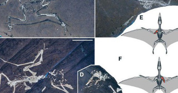 Bí ẩn cặp quái vật gãy cánh vùi giữa "cánh đồng đá vôi" nước Đức avatar1757232219829 17572322207211652376461 0 37 315 541 crop 1757232234033726061269jpg