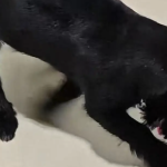 Quyết định cậy sàn nhà lên tìm kiếm, người đàn ông không ngờ rằng mình đã khám phá ra điều không tưởng avatar1757245337260 1757245338071430967379 248 0 666 669 crop 17572453501492121625472png