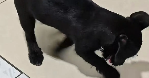 Quyết định cậy sàn nhà lên tìm kiếm, người đàn ông không ngờ rằng mình đã khám phá ra điều không tưởng avatar1757245337260 1757245338071430967379 248 0 666 669 crop 17572453501492121625472png