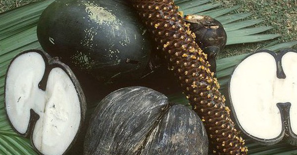 Loại hạt khổng lồ đắt đỏ bậc nhất thế giới, mỗi hạt giá 71 triệu đồng avatar1757294335042 17572943354601194543949 0 28 315 532 crop 17572943572641586024383jpg