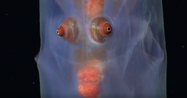 Đặt camera xuống biển sâu, phát hiện nhiều sinh vật kỳ lạ khiến các nhà khoa học sửng sốt avatar1757316412937 175731641341293959701 0 166 718 1315 crop 17573164884791273862451png