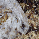 Video huấn luyện sâu ăn nhựa: Túi nilon mất 500 năm để tiêu hủy được 2.000 con sâu ăn hết trong 1 ngày, kỳ vọng giảm hơn 300 nghìn tấn khí thải nhà kính avatar1757337357800 1757337358887796204938png