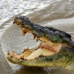 Nhảy xuống sông tự tử thì gặp cá sấu, người phụ nữ có hành động bất ngờ avatar1757403248439 1757403248825594693467 0 45 315 549 crop 1757403265881131705156jpg