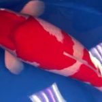 Con cá Koi được bán với giá 47 tỷ đồng, hé lộ lý do avatar1757404032437 17574040328511579567656 0 54 315 558 crop 1757404051117598505125jpg