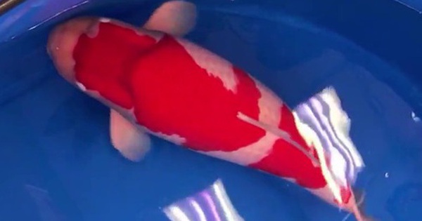 Con cá Koi được bán với giá 47 tỷ đồng, hé lộ lý do avatar1757404032437 17574040328511579567656 0 54 315 558 crop 1757404051117598505125jpg