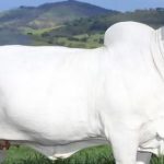 Con bò đắt nhất thế giới giá 105 tỷ đồng có gì đặc biệt? avatar1757474173891 1757474174705957615168jpg