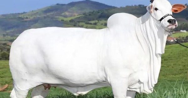 Con bò đắt nhất thế giới giá 105 tỷ đồng có gì đặc biệt? avatar1757474173891 1757474174705957615168jpg