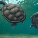 Loài vật chưa từng biết "ẩn nấp" 70 năm trong bảo tàng avatar1757476926410 1757476926772485949904 0 96 315 600 crop 17574769409341764060936jpg