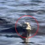 Đi câu cá người đàn ông phát hiện vật thể "lạ", tiến lại gần bất ngờ cảnh tượng trước mắt avatar1757478938727 175747893937323480207png