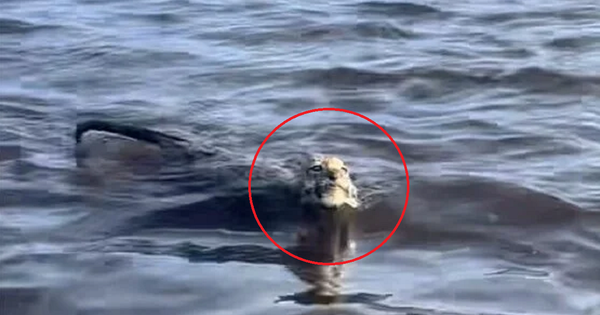 Đi câu cá người đàn ông phát hiện vật thể "lạ", tiến lại gần bất ngờ cảnh tượng trước mắt avatar1757478938727 175747893937323480207png