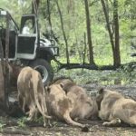 Chấn động Thái Lan: Nhân viên sở thú tử vong vì bị đàn sư tử tấn công trước sự bàng hoàng của du khách avatar1757491066001 1757491066716631827325jpg