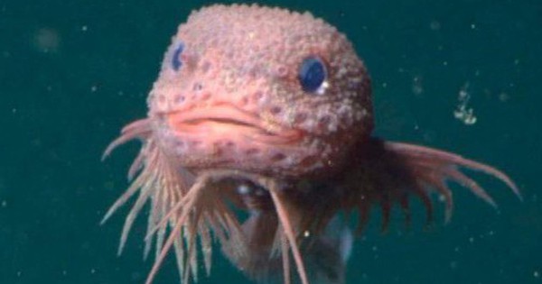 Thế giới vừa phát hiện ra 3 sinh vật lạ mới avatar1757581043648 17575810506911423375516 0 42 315 546 crop 17575810655401902481470jpg