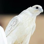 Con chim màu trắng được bán với giá 8,4 tỷ đồng avatar1757653180117 1757653180770943339248jpg