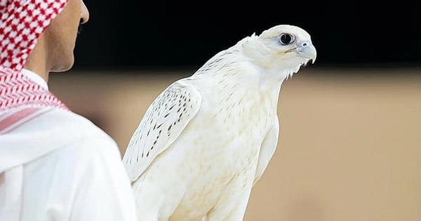 Con chim màu trắng được bán với giá 8,4 tỷ đồng avatar1757653180117 1757653180770943339248jpg