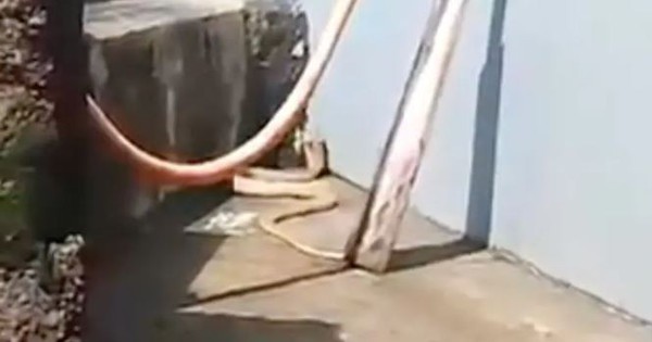Người dân hoảng hồn khi phát hiện rắn hổ mang trắng quý hiếm dài 2,4m trong sân nhà avatar1757653253123 175765325355966229930jpg
