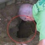 Thấy chó sủa dữ dội về phía cái hố ở sân sau, người đàn ông liều mình đào bới và nhận cái kết không ngờ avatar1757752257033 1757752258216383966581jpg