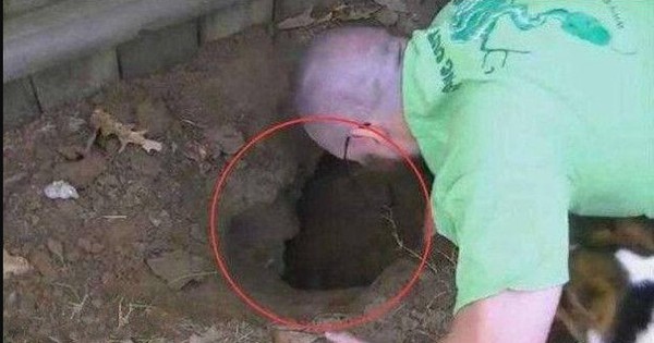 Thấy chó sủa dữ dội về phía cái hố ở sân sau, người đàn ông liều mình đào bới và nhận cái kết không ngờ avatar1757752257033 1757752258216383966581jpg