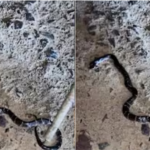 Đang ngồi xem tivi, 2 con tử vong, bố nguy kịch, sự thật bất ngờ phía sau nhà avatar1757826575108 17578265755811410561586png