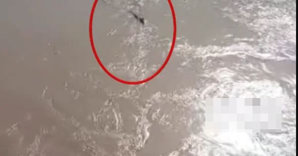 Thấy "thủy quái" bơi vùn vụt qua sông, chuyên gia nói: Đây là loài vật quý tới mức được quốc gia bảo vệ avatar1757837956967 17578379571791689529138png