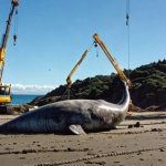 Thấy "thủy quái" bất động trên bãi cát, chuyên gia nói: Đây là loài vật cực hiếm, thế giới mới gặp 7 lần avatar1757922147218 17579221475161033822714jpg