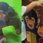 Tinh tinh 2 tuổi “nghiện” điện thoại, vườn thú phải phát đi cảnh báo khẩn avatar1757926105083 17579261064491194924094png