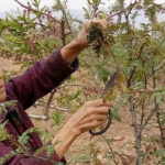 Cây xưa chỉ trồng lấy quả, nay hái lá đem bán cũng "hái ra tiền" avatar1758095670023 17580956716231555208222png