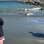 Phát hiện "thủy quái" khổng lồ trôi dạt vào bờ, chuyên gia khẳng định: Loài này mới chỉ tìm thấy năm 2017 avatar1758096635911 1758096636247374160204jpg