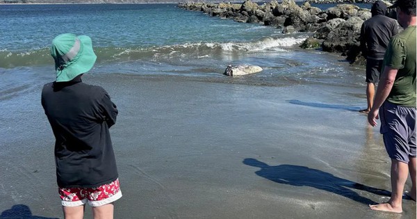 Phát hiện "thủy quái" khổng lồ trôi dạt vào bờ, chuyên gia khẳng định: Loài này mới chỉ tìm thấy năm 2017 avatar1758096635911 1758096636247374160204jpg