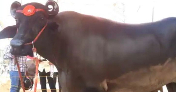 Con trâu "khổng lồ" giá 69 tỷ đồng, chủ chần chừ "chưa ưng bán" avatar1758164031604 1758164032117518752409 0 1 315 505 crop 175816404328019329583jpg 1