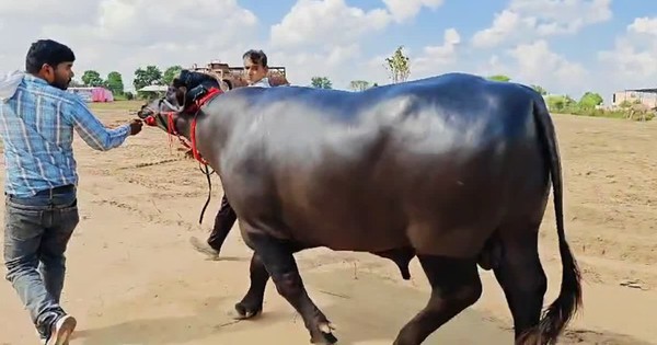 Con trâu đực được trả 9 tỷ đồng, người đàn ông vẫn quyết không bán avatar1758255333785 17582553341551265050649jpg