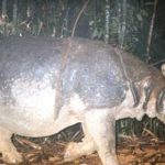 Sinh vật lai từ 48 năm trước trở thành "cứu tinh" cho loài quý hiếm bậc nhất, cả thế giới chỉ còn đúng 2 cá thể: Giới khoa học mừng phát khóc avatar1758273115508 17582731159831479192704jpg