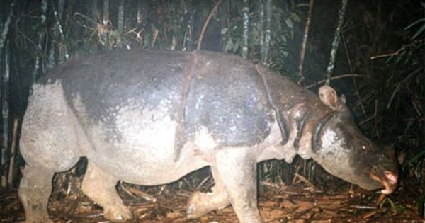 Sinh vật lai từ 48 năm trước trở thành "cứu tinh" cho loài quý hiếm bậc nhất, cả thế giới chỉ còn đúng 2 cá thể: Giới khoa học mừng phát khóc avatar1758273115508 17582731159831479192704jpg