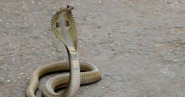 Đang chơi ngoài sân, thấy rắn hổ mang cậu bé 1 tuổi làm một việc khiến cả làng sửng sốt avatar1758335280460 17583352809161429656887png