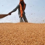 Phát hiện sinh vật dài 3mm đe dọa ngành công nghiệp 12 tỷ USD của Úc avatar1758351991956 17583519923121174070045png