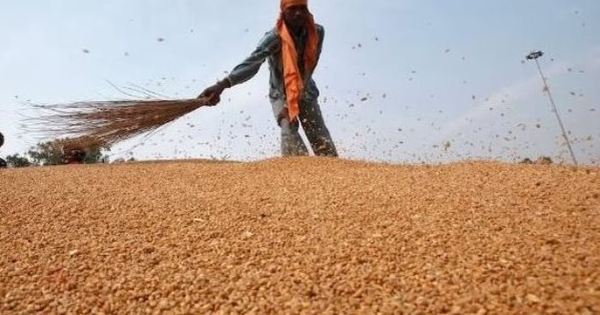 Phát hiện sinh vật dài 3mm đe dọa ngành công nghiệp 12 tỷ USD của Úc avatar1758351991956 17583519923121174070045png