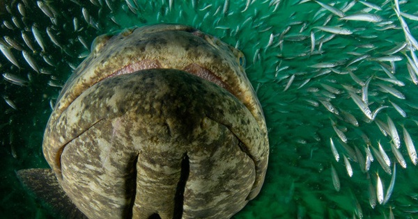 Ngư dân tình cờ bắt được "thủy quái" nặng 150kg: Chuyên gia nói hiếm gặp đến mức cả đời chỉ thấy một lần avatar1758355059635 1758355060462474504415jpg