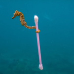 Bức ảnh đáng buồn chụp được dưới đáy biển avatar1758365311766 17583653124731678324564 0 13 315 517 crop 17583653443521742233193png