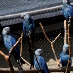 26 con vẹt gây tranh cãi toàn cầu avatar1758532503144 1758532503774529191573 2 0 857 1368 crop 1758532531055372396591jpeg