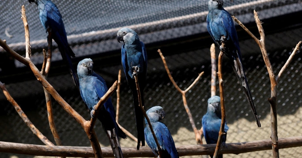 26 con vẹt gây tranh cãi toàn cầu avatar1758532503144 1758532503774529191573 2 0 857 1368 crop 1758532531055372396591jpeg